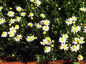 Vivers Càrex - Leucanthemum vulgare